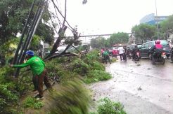 Lagi Ngetem, Angkot Cikokol-Cipete Tertimpa Pohon