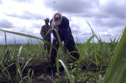 Kebijakan Impor Gula Pemerintah Sengsarakan Petani