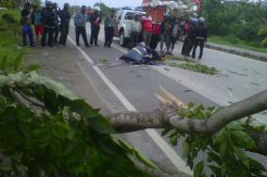 Pohon Tumbang Memakan Korban Jiwa Pengendara Motor