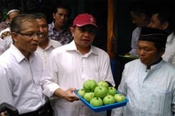 Kementerian PDT Dorong Budidaya Jambu Kristal