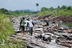 Pelaku Pembalakan Liar Dibekuk