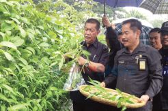 Deddy Mizwar Panen Sayur...