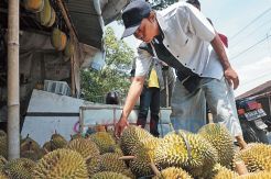 Durian Kampina Laris...
