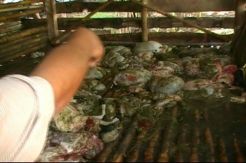 Kasus Pencurian Kambing di Gunungkidul Resahkan Warga