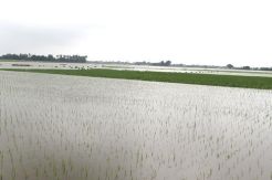 Banjir Rendam 3.228 Haktare Sawah di Kabupaten Serang