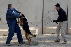 Lawan ISIS, Anjing-anjing...
