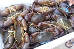 Susi Gagalkan Penyelundupan 7.700 Ekor Kepiting Bertelur