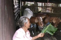 Nenek 70 Tahun Tidur di Kandang Kambing Selama 30 Tahun