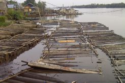 Izin Penebangan Kayu Harus Dibatasi
