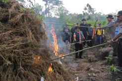 BNN Musnahkan Tanaman...