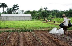Solusi Tingkatkan Produktivitas Pertanian ala Indef