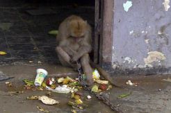 Kera Penyerang 20 Warga Jember Akhirnya Tertangkap