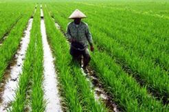 HT: Petani Berkembang, RI Bisa Mandiri Pangan