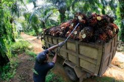 Pemerintah Yakin Pengusaha Kelapa Sawit Akan Bergairah
