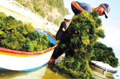 Rupiah Melemah, Petani Rumput Laut Untung Tiga Kali Lipat