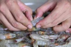 Dua Metode Mengupas Udang Lebih Mudah