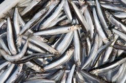 Ikan Teri Bisa Menjadi Pengganti Susu