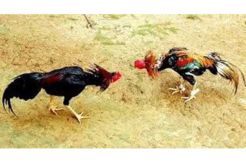 Arena Sabung Ayam Digerebek, Pejudi Kocar-Kacir