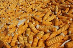 China Pesan 600 Ribu Ton Jagung dari Ukraina