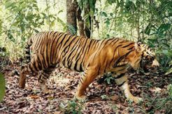 Rajo Langit, Harimau Pemangsa Petani Dilepas di Aceh