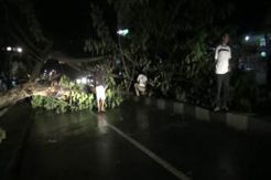 Hujan dan Angin Kencang di Bone, Pohon Besar Tumbang