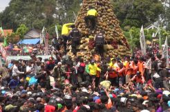 Tradisi Gunungan Durian Ricuh, Belasan Warga Terluka