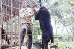 Beruang Madu Dijual...