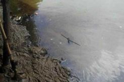 Sampah Ganggu Lalu Lintas Kapal di Selat Sunda