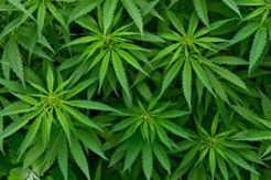Polisi Temukan Tanaman Ganja di Kebun Cabai