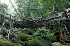 Plesir ke Jembatan Akar Bayang yang Keramat
