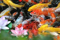 Danau di Amerika Dipenuhi Ribuan Ikan Koi