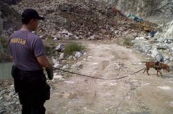 Anjing Pelacak Cari Korban Longsor Gunung Kuda