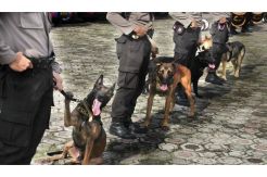 Eksekusi Menghitung Jam, Anjing Pelacak Jaga Dermaga Wijayapura