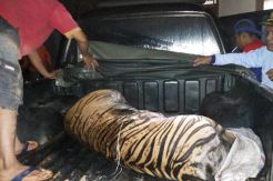 Harimau Sumatera Mati...