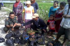 Diserang Hama Keong Mas Petani Madura Meradang