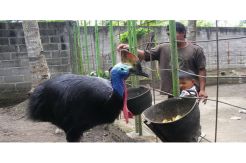 2 Ekor Kasuari Dievakuasi dari Rumah Dinas Wali Kota Solo