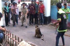 Lapar, Beruk Pemanjat Pohon Kelapa Mengamuk di Bukittinggi