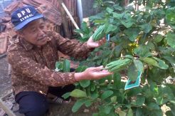 Buah Jeruk Berbentuk Jari Manusia Hebohkan Warga Kendal