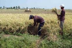 Masalah Pangan Nasional Tergantung Daerah Ini