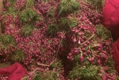 Harga Bawang Merah Turun di Pasar Kramat Jati