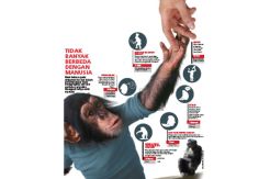 Perilaku Simpanse Perkuat...