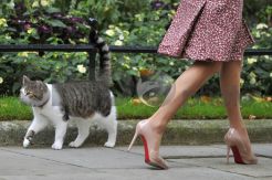 Sepatu High Heels Terus Memakan Korban