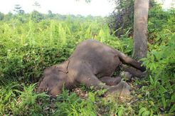Gajah Binaan WWF di TNTN Pelalawan Mati Misterius