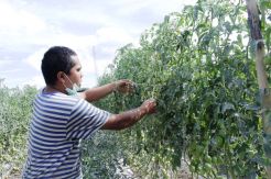 Petani Sekitar Sinabung Terancam Gagal Panen