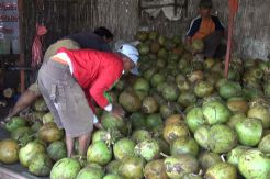 Penjual Kelapa Muda Ini Raup Rp7 Juta per Hari
