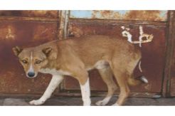 Sibolga Tanggap Darurat Rabies, Satu Warga Meninggal Dunia