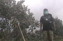 Tanaman Tertutup Abu Sinabung, Petani Jeruk Merugi