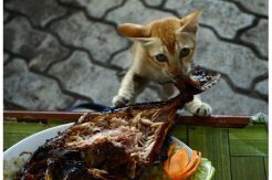 Ikan dan Kucing