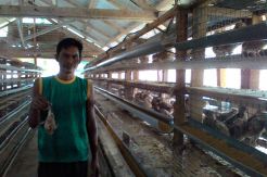 Ribuan Burung Puyuh di Deliserdang Mati Mendadak