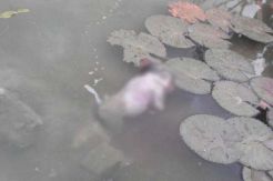 Mayat Bayi Dibuang dalam Kolam Warga